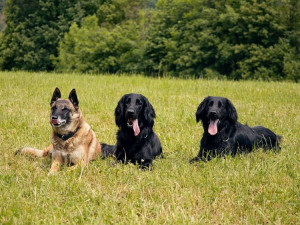 Mickey a Ozzy změnili kariéru. Asistenční retrívři nastoupili k policii, umí hledat výbušniny i drogy
