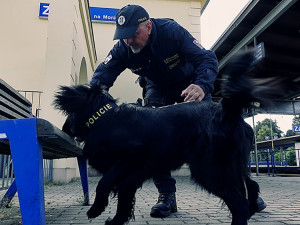Mickey a Ozzy změnili kariéru. Asistenční retrívři nastoupili k policii, umí hledat výbušniny i drogy