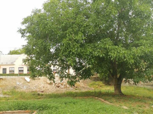 Srdíčka z lučního kvítí pro hospic. Na Svatém Kopečku se rozrůstá odkaz dobročinné přeměny areálu