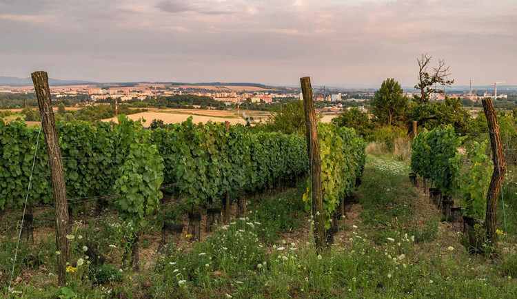 Vyhlídka z Čekyňského kopce u Přerova