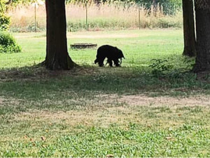 Zbědovaný a hladový pes na pokraji vyčerpání se toulal po Libině. Nyní našel domov v útulku v Mohelnici