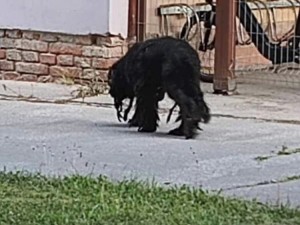 Zbědovaný a hladový pes na pokraji vyčerpání se toulal po Libině. Nyní našel domov v útulku v Mohelnici