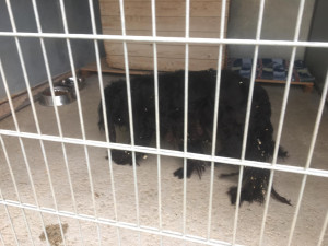 Zbědovaný a hladový pes na pokraji vyčerpání se toulal po Libině. Nyní našel domov v útulku v Mohelnici