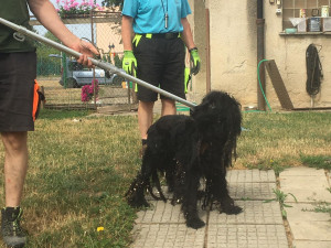 Zbědovaný a hladový pes na pokraji vyčerpání se toulal po Libině. Nyní našel domov v útulku v Mohelnici