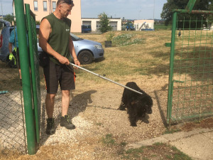 Zbědovaný a hladový pes na pokraji vyčerpání se toulal po Libině. Nyní našel domov v útulku v Mohelnici