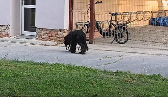 Zbědovaný a hladový pes na pokraji vyčerpání se toulal po Libině. Nyní našel domov v útulku v Mohelnici