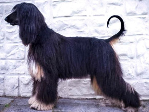 Psí šampionku ze Zlatých Hor někdo ostříhal. Chovatelka nabízí odměnu 20 tisíc za dopadení pachatele