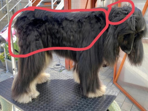 Psí šampionku ze Zlatých Hor někdo ostříhal. Chovatelka nabízí odměnu 20 tisíc za dopadení pachatele