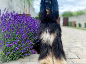 Psí šampionku ze Zlatých Hor někdo ostříhal. Chovatelka nabízí odměnu 20 tisíc za dopadení pachatele