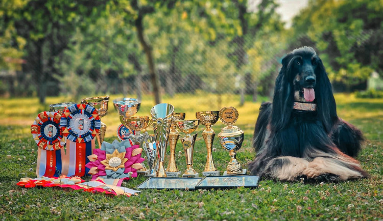 Psí šampionku ze Zlatých Hor někdo ostříhal. Chovatelka nabízí odměnu 20 tisíc za dopadení pachatele