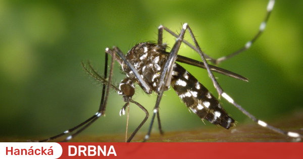 Le zanzare tigre compaiono a Linz, in Austria.  Può diffondere la dengue |  Salute |  Notizie |  Hanácka Gossip