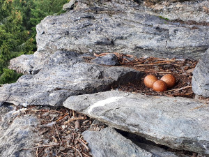 Sokoli letos v Jeseníkách vyvedli nejvíce mláďat v novodobé historii. Bylo jich přes čtyřicet