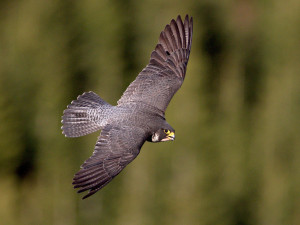 Sokoli letos v Jeseníkách vyvedli nejvíce mláďat v novodobé historii. Bylo jich přes čtyřicet