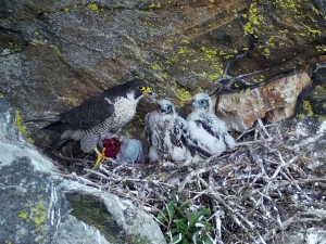 Sokoli letos v Jeseníkách vyvedli nejvíce mláďat v novodobé historii. Bylo jich přes čtyřicet