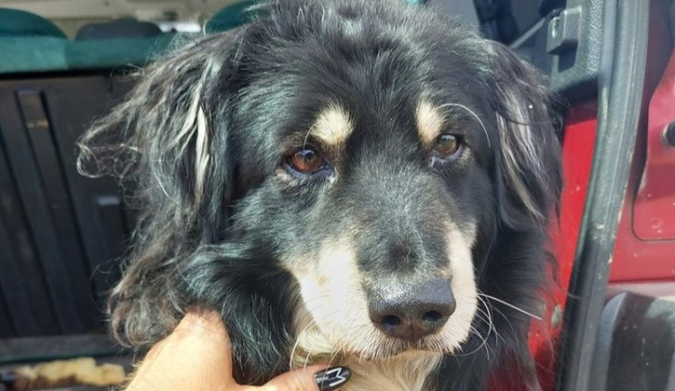 HLEDÁME PÁNÍČKA: Lupínek, Blondy a Bingo z Javorníku, dva nalezenci a jeden pejsek z množírny