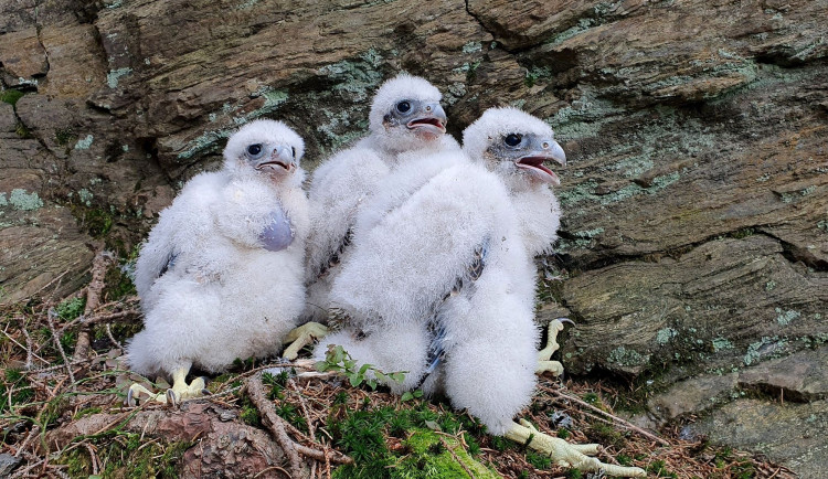 Sokoli letos v Jeseníkách vyvedli nejvíce mláďat v novodobé historii. Bylo jich přes čtyřicet