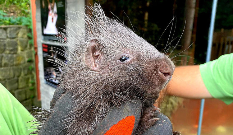 Pozor na ostny. Dikobrazí rodinka v ZOO Olomouc hlásí přírůstky