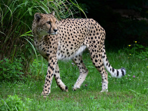 Do olomoucké zoo se vrátili gepardi. Dva noví samci přijeli ze Dvora Králové