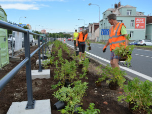 Růžová Velkomoravská. Olomouc investuje miliony do zkrášlení rušného průtahu