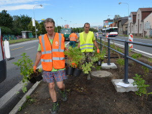 Růžová Velkomoravská. Olomouc investuje miliony do zkrášlení rušného průtahu