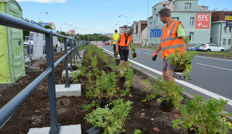 Růžová Velkomoravská. Olomouc investuje miliony do zkrášlení rušného průtahu