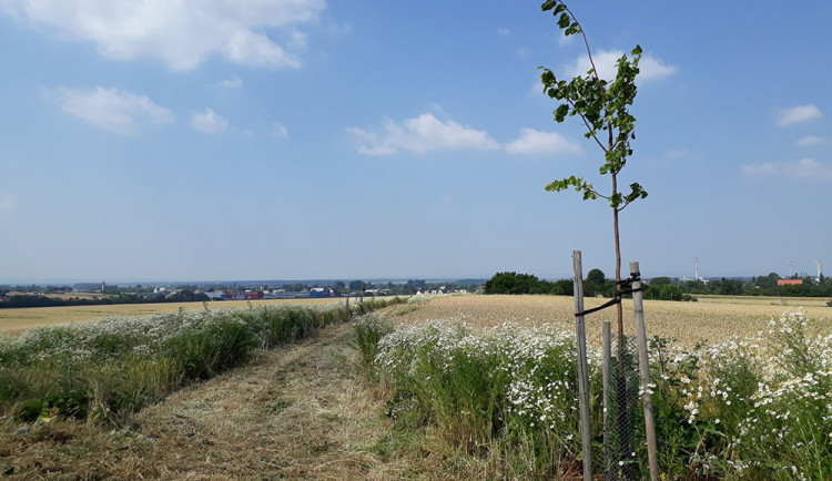 Strom před přesazením ze stezky Pastviska v Přerově - ilustrační foto