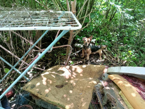 Inspektoři odebrali tři psy ze zahrady v Němčicích nad Hanou. Zvířata žila v odpadcích a na řetězech