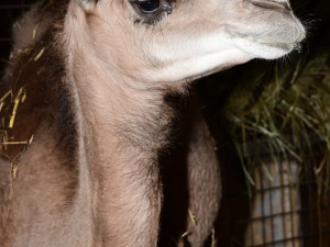 Zoo Olomouc má novou velbloudici. Její druh už nežije v divočině