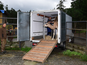 Zoo Olomouc má novou velbloudici. Její druh už nežije v divočině