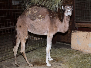 Zoo Olomouc má novou velbloudici. Její druh už nežije v divočině