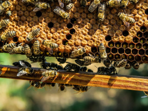 Prostějovský alkohol pomáhá léčit včely. Antivirový přípravek posiluje jejich imunitu