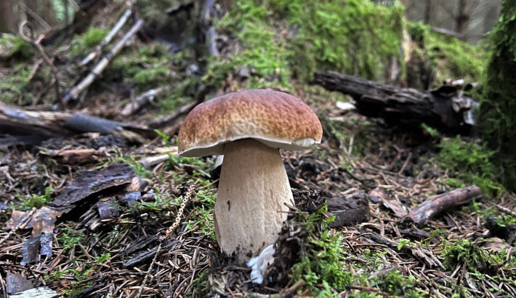 size3-size3-16917822980009-231-houby-porostou-podle-meteorologu-jsou-nejlepsi-podminky-na-horach