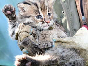 Dvě krátkouchá koťata jsou nyní k vidění v olomoucké zoo. Kvůli kožešině jde o kriticky ohroženou kočku