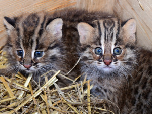 Dvě krátkouchá koťata jsou nyní k vidění v olomoucké zoo. Kvůli kožešině jde o kriticky ohroženou kočku