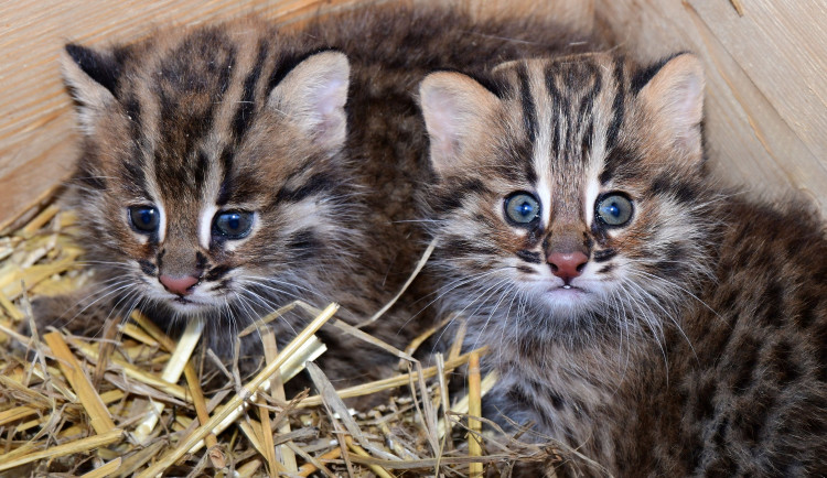 Dvě krátkouchá koťata jsou nyní k vidění v olomoucké zoo. Kvůli kožešině jde o kriticky ohroženou kočku