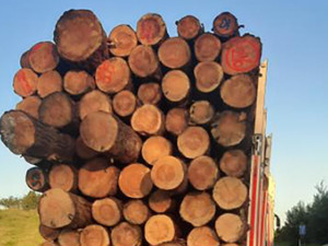 Kamion byl přetížený dřevem, hrozil pád jednoho z kmenů na dálnici. Řidič dostal pokutu 100 tisíc korun