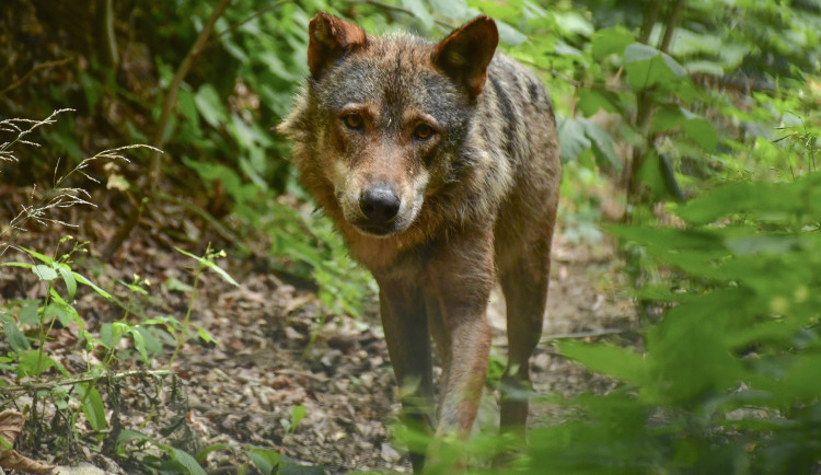 FOTO: Jihlavská zoo má nového vlka. Teď ho čeká seznamování se starší partnerkou z Barcelony