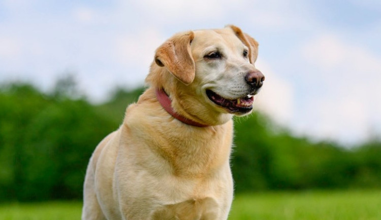 HLEDÁME PÁNÍČKA: Verča, Laura a kočičí sourozenci Fifi a Ferda z olomouckého útulku stále nemají domov
