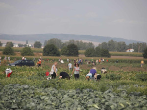 Kvůli samosběru zeleniny musela policie uzavřít silnici u Vojnic. Na pole přijelo několik set aut