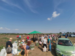 Kvůli samosběru zeleniny musela policie uzavřít silnici u Vojnic. Na pole přijelo několik set aut