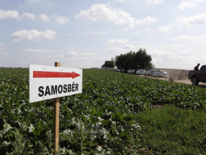 Kvůli samosběru zeleniny musela policie uzavřít silnici u Vojnic. Na pole přijelo několik set aut