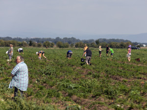 FOTO: Tři hodiny ve frontě a dopravní kolaps. Moc mě to mrzí, říká k extrémnímu samosběr pěstitel z Hané