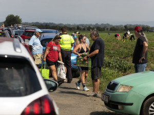 FOTO: Tři hodiny ve frontě a dopravní kolaps. Moc mě to mrzí, říká k extrémnímu samosběr pěstitel z Hané