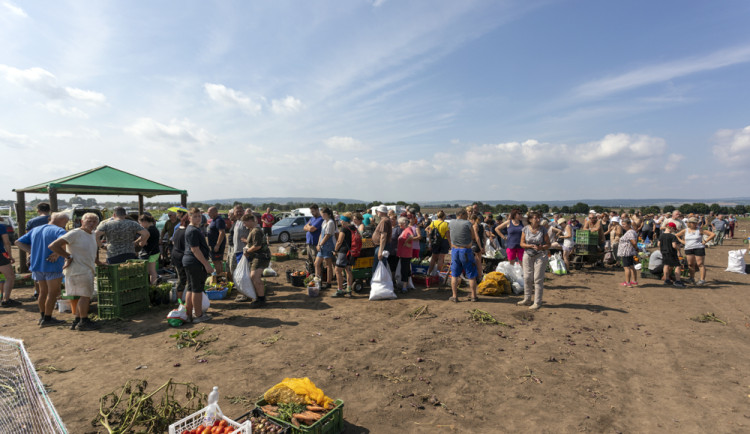 Tři hodiny ve frontě a dopravní kolaps. Moc mě to mrzí, říká k extrémnímu samosběr pěstitel z Hané