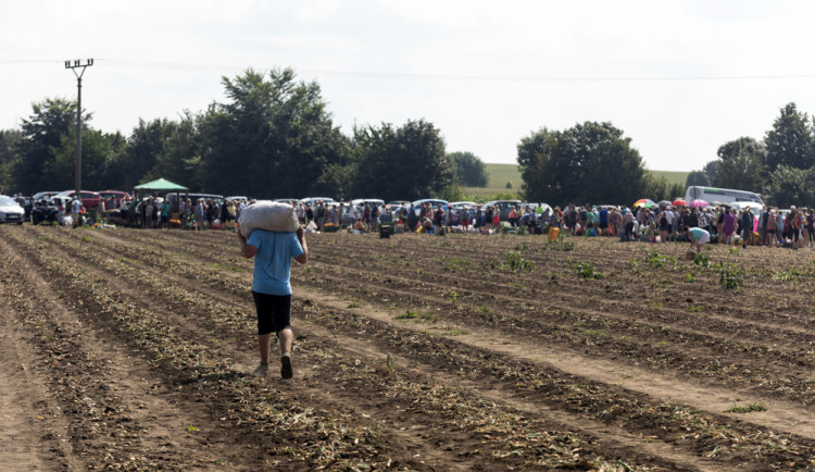 Samosběr ve Vojnicích - ilustrační foto