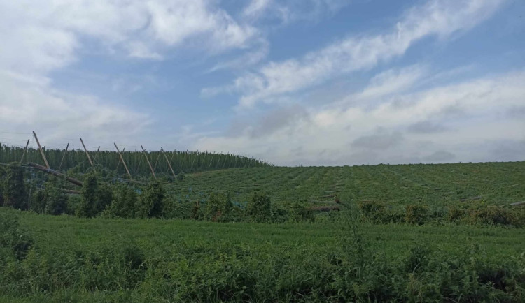 Bouře poškodila chmelnice u Kokor či Velkého Týnce