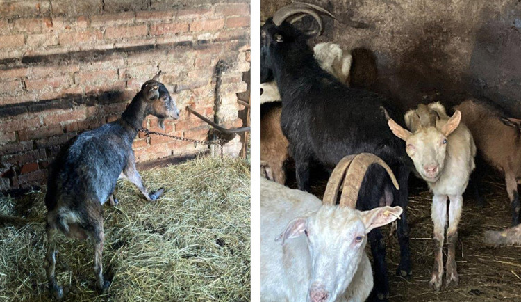 Zubožené kozy na Šumpersku. Ve strašlivých podmínkách žily desítky zvířat