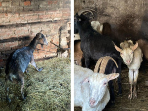 Zubožené kozy na Šumpersku. Ve strašlivých podmínkách žily desítky zvířat