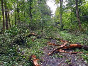 Spoušť v přírodní rezervaci Žebračka: vichr poničil v Přerově dvanáct hektarů lesa