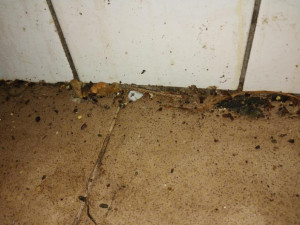 Plíseň, hmyz a myší trus. Inspekce zavřela restauraci u Nákla